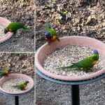 Rainbow Lorikeet Birds