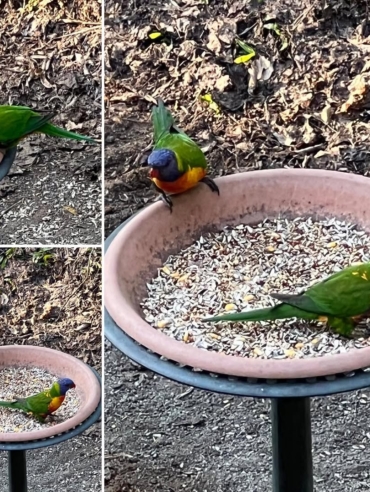 Rainbow Lorikeet Birds