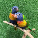 Rainbow Lorikeet Parrots for Sale