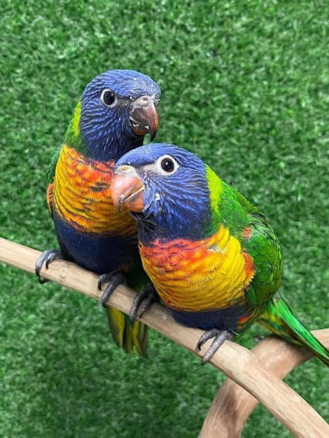 Rainbow Lorikeet Parrots for Sale