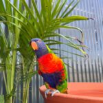 Rainbow lorikeet parrots