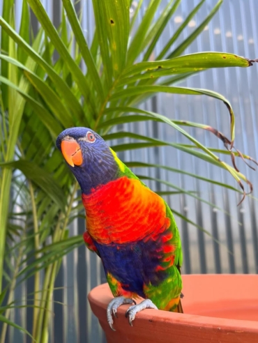 Rainbow lorikeet parrots