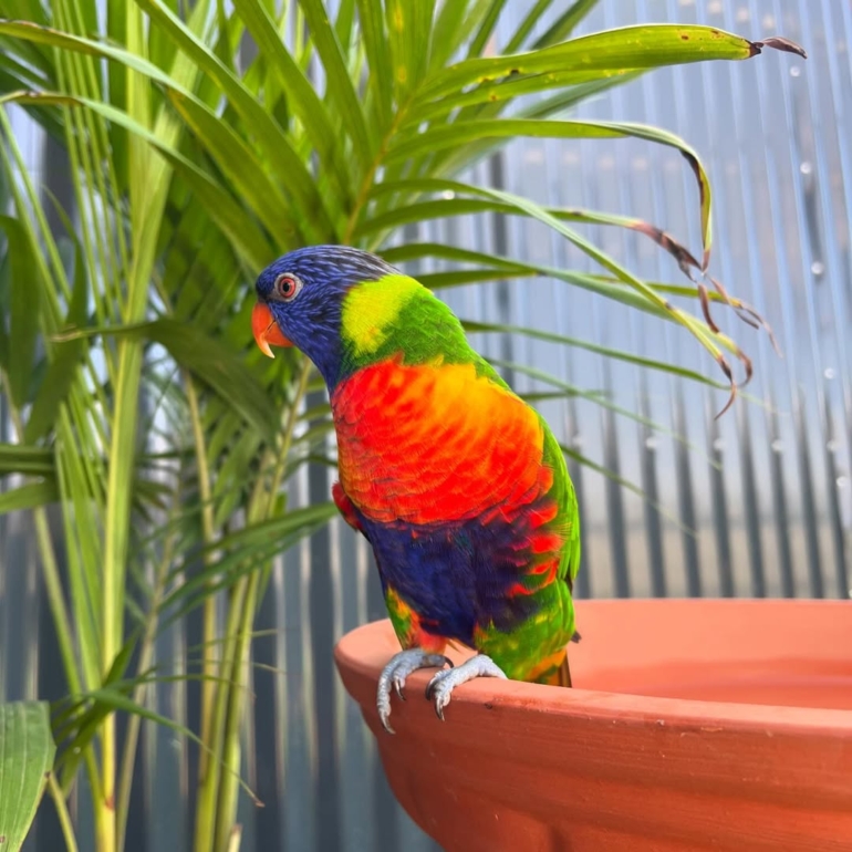 Rainbow lorikeet parrots (4) Rainbow lorikeet parrots