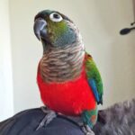 Conure