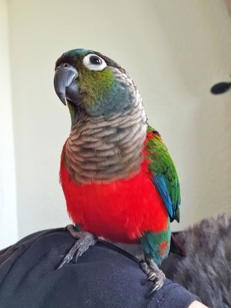 Conure