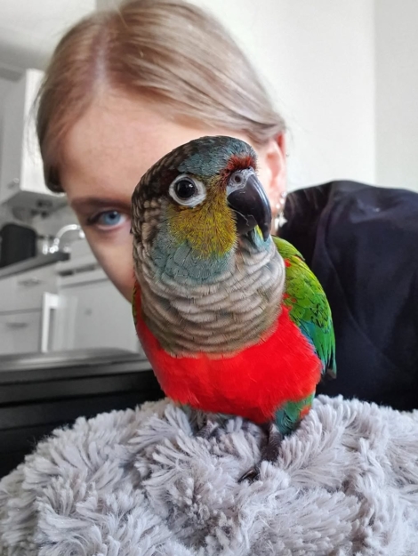 Conure