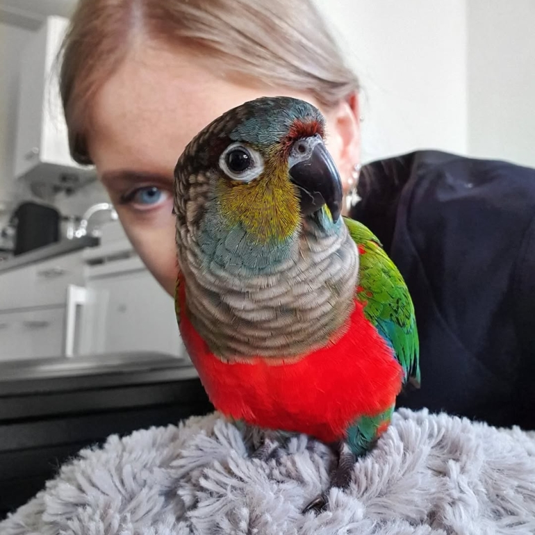 Conure