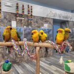 Sun Conure