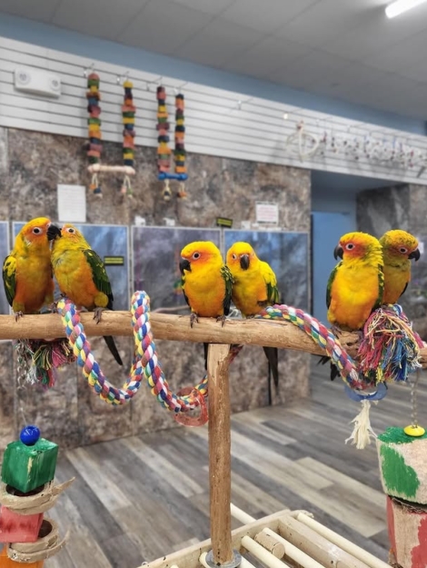 Sun Conure