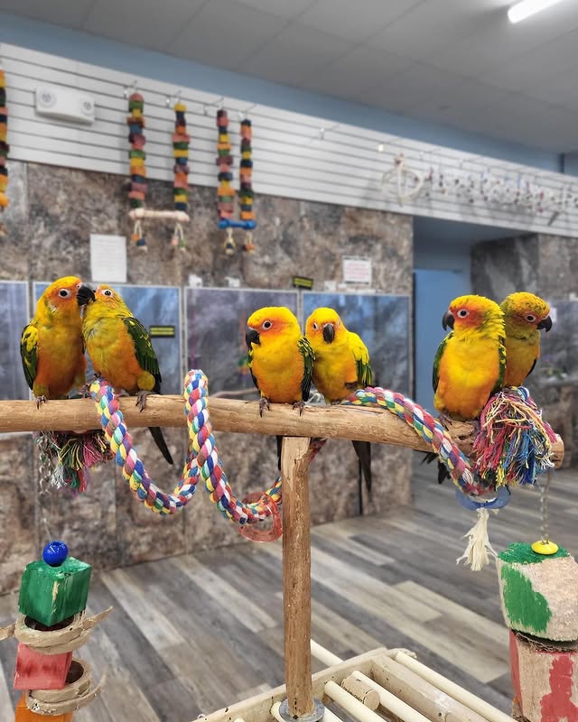 Sun Conure Sun Conure