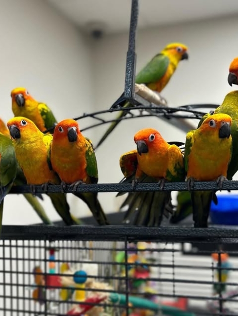 Sun Conures