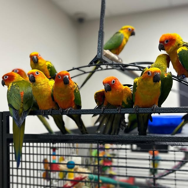 Sun Conures Sun Conures