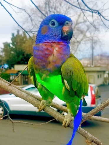 Blue Headed Pionus
