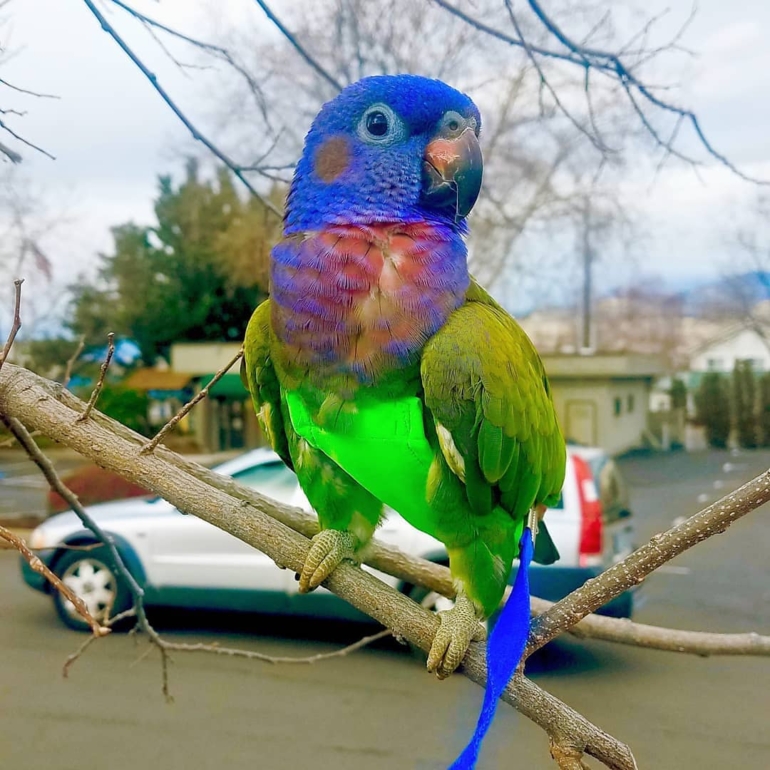 Blue Headed Pionus Blue Headed Pionus