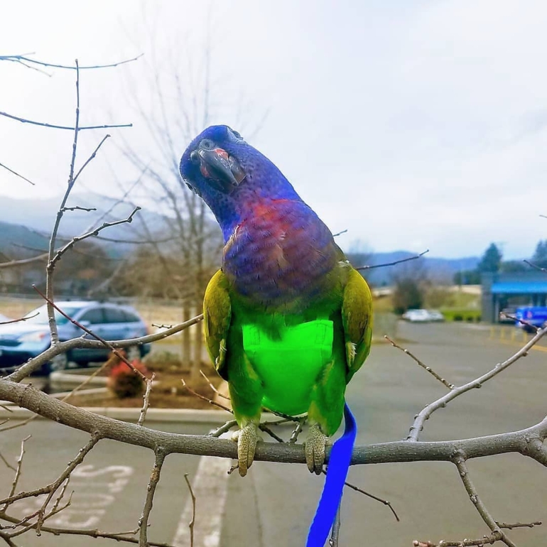 Blue Headed Pionus Blue Headed Pionus