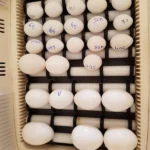 Sollomons Island Eclectus Parrot Eggs for Sale