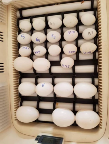 Sollomons Island Eclectus Parrot Eggs for Sale