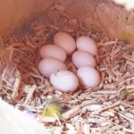 Yellow Tailed Black Cockatoo Eggs for Sale