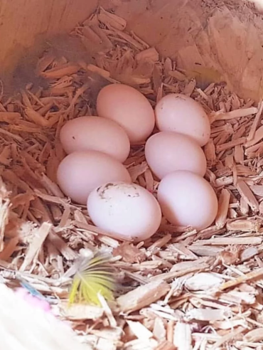 Yellow Tailed Black Cockatoo Eggs for Sale